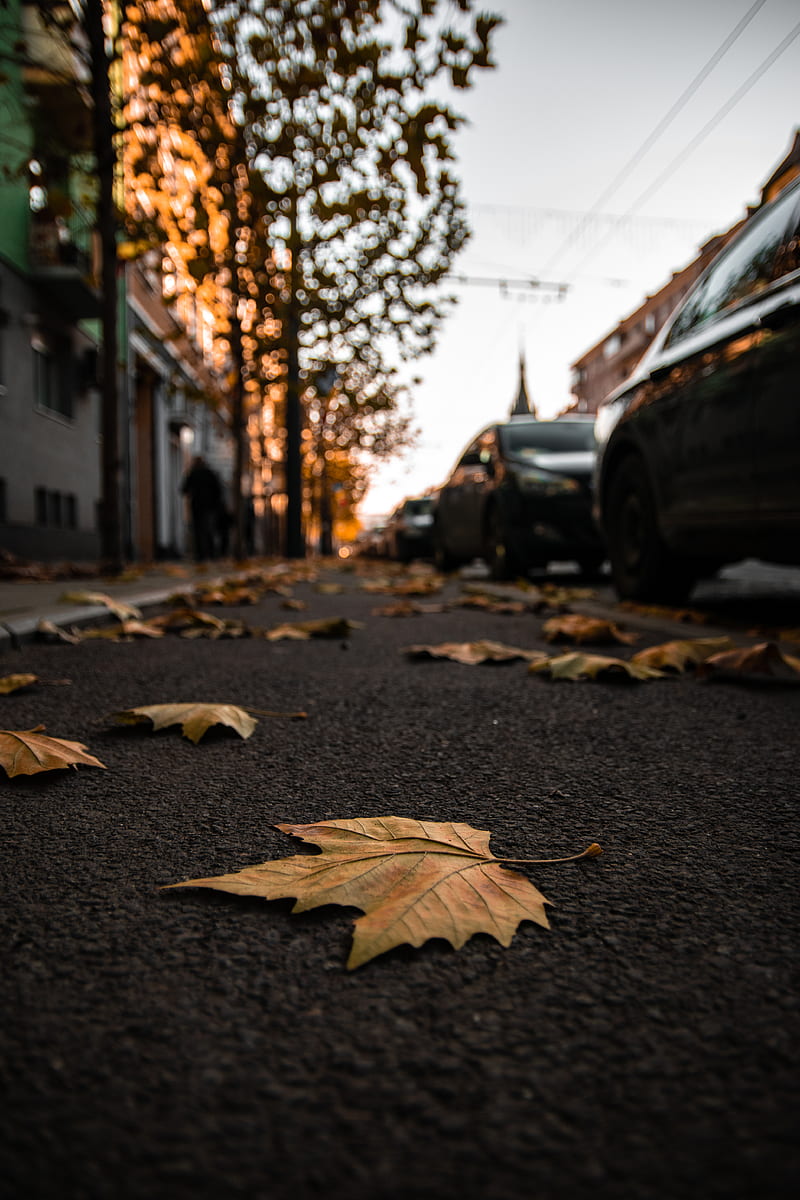 brown maple leaves along a black asphalt road, HD phone wallpaper