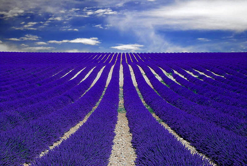 Purple Lavender Field Provence France, Lavender, Purple, Provence, Field, France, HD wallpaper