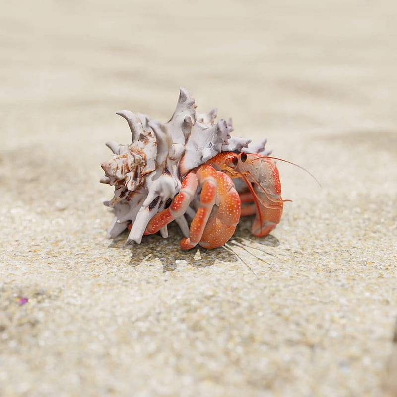 Big Friendly Hermit Crabs : R Hermitcrabs, HD phone wallpaper