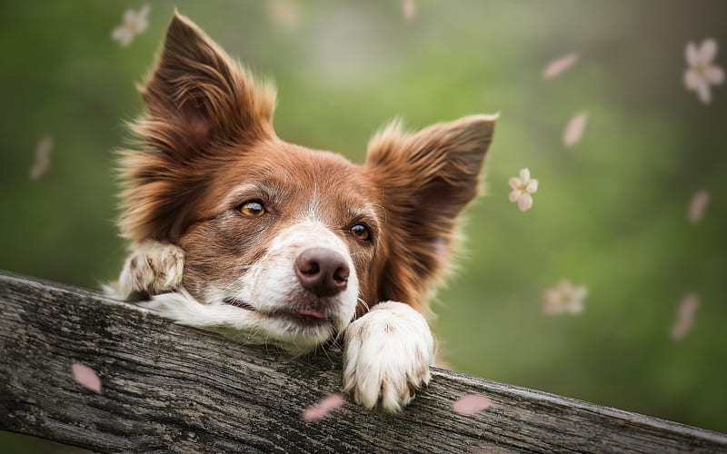 Border Collie, close-up, pets, cute animals, brown border collie, dogs, Border Collie Dog, HD wallpaper