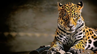 Leopard, animal, black, eyes, face, green, white, wild, HD phone