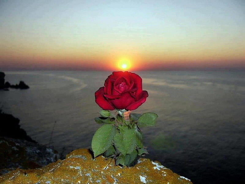 Red rose on a high cliff, red rose, high cliff, rock, view, sunset, sea, light, HD wallpaper