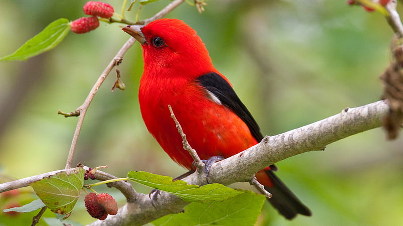 Red Black Little Bird Is Perching On Plums Tree Branch Birds, HD wallpaper
