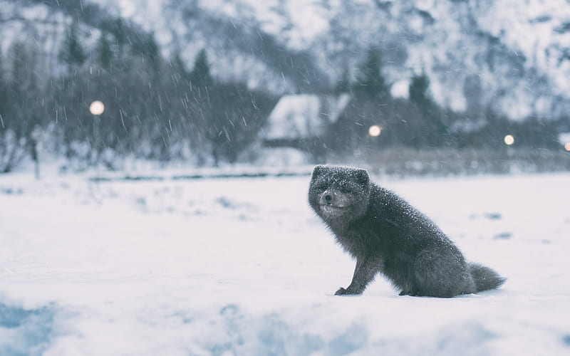 arctic fox, winter, wildlife, snow, HD wallpaper