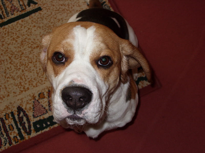 berite beagle basset, cute, lovely, bertie, beagle, puppy, dog, puppy eyes, sweet, HD wallpaper