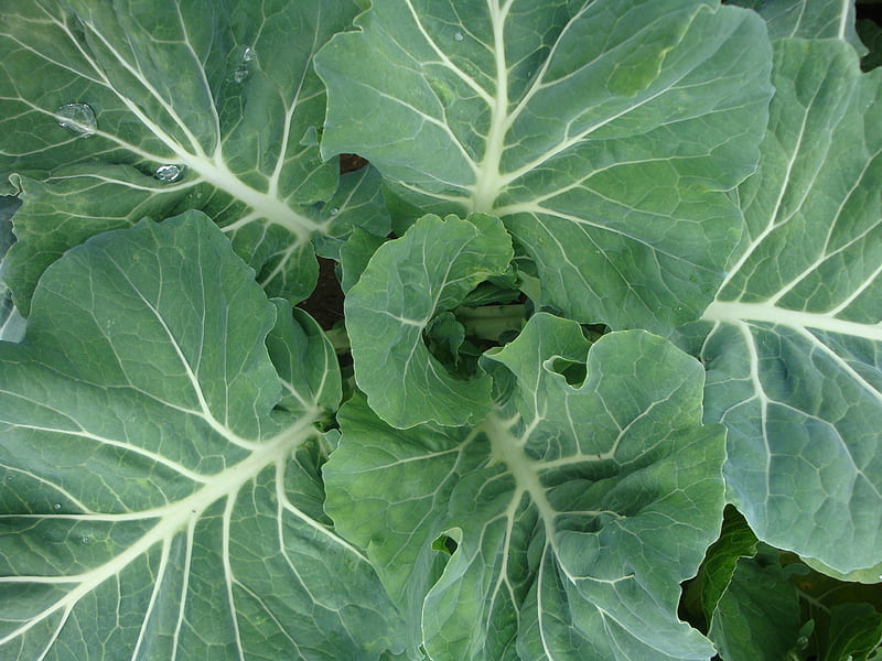close up of cabbage vegetable, HD wallpaper