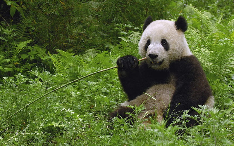 Giant Panda Eating Bamboo Wolong Reserve Sichuan Province China, HD wallpaper
