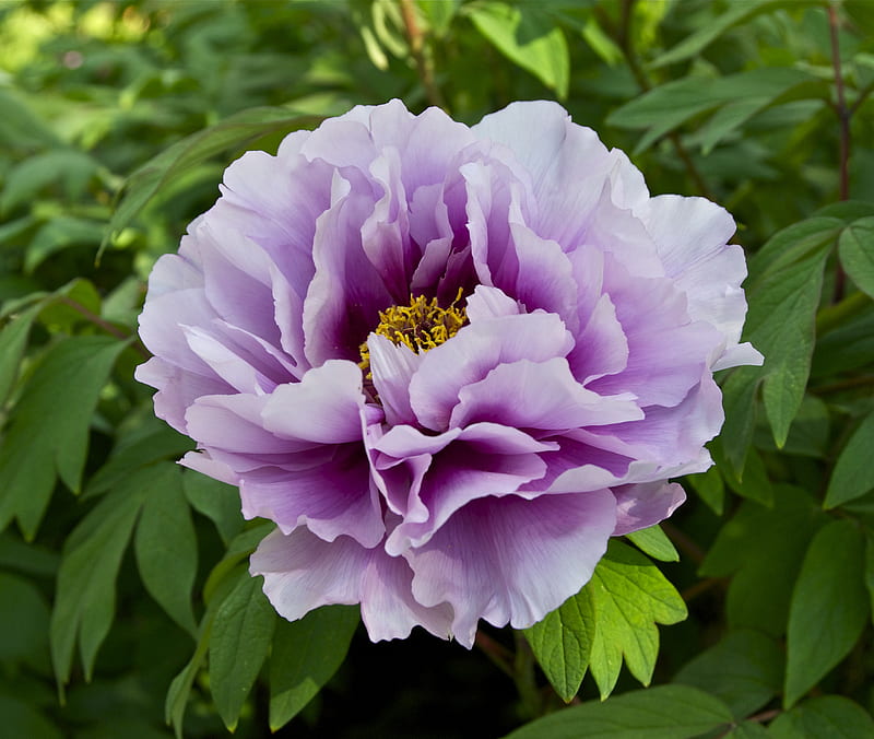 Peonía azul, peonía, flor, flor, azul, Fondo de pantalla HD | Peakpx