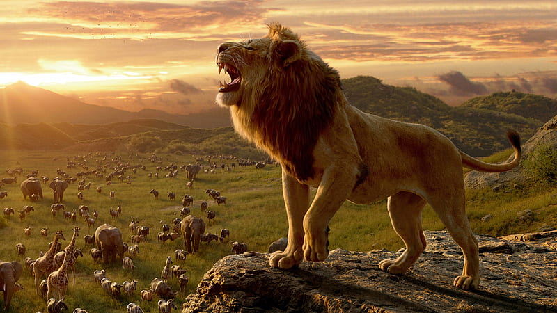 Lion From The Lion King, HD wallpaper