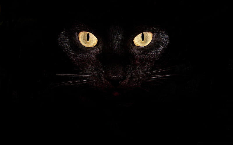black cat eyes-Cute pet cat, HD wallpaper