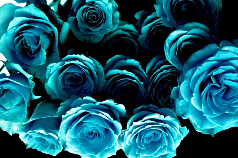 BLUE BUNCH, cyan, bouquet, bunch, roses, blue, HD wallpaper