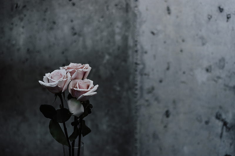 selective focus graphy of pink roses beside gray concrete wall, HD wallpaper