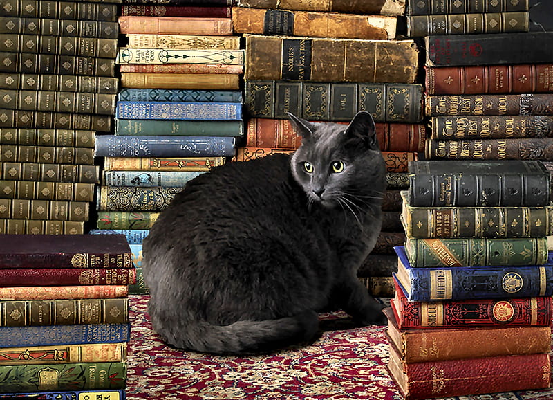 Library Cat, art, books, bonito, pets, illustration, artwork, animal, feline, painting, wide screen, cats, HD wallpaper