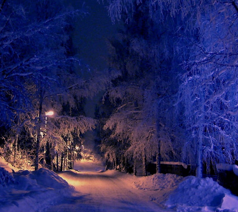 Silent Night, nature, snow, winter, HD wallpaper | Peakpx
