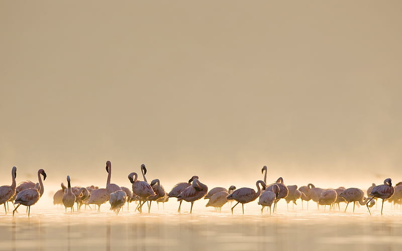 Flamingos, HD wallpaper