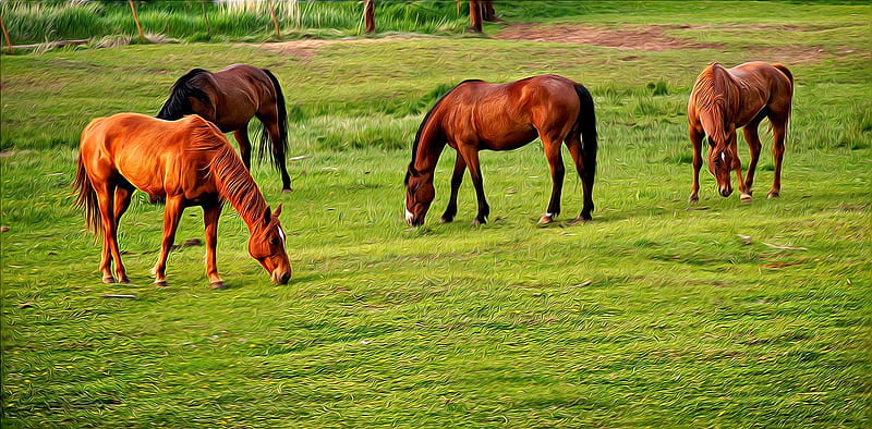 Horses Grazing, grass, nature, animals, horses, field, HD wallpaper