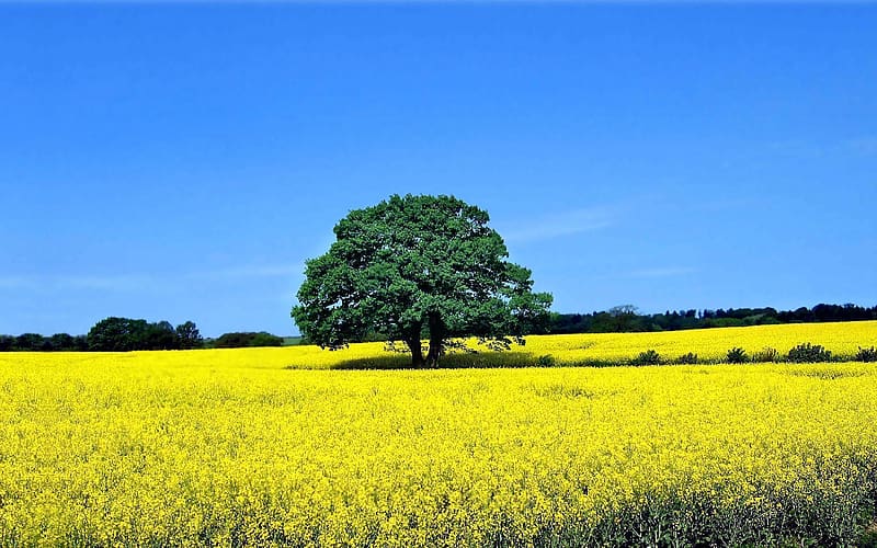 Trees, Sky, Summer, Tree, , Field, Meadow, Sunny, Yellow Flower, HD wallpaper