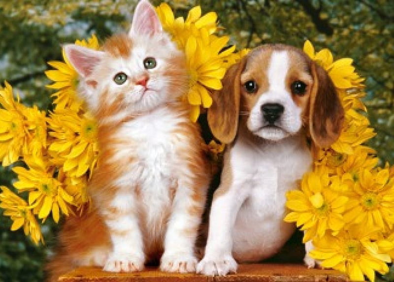 Flowers, Puppy, adorable, Kitten
