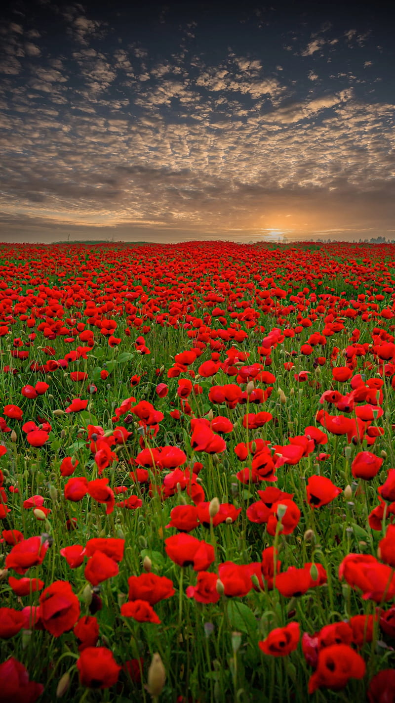 Red flowers, field, landscape, nature, poppy, sky, sunset, HD phone wallpaper