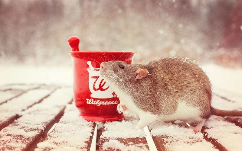 red cup, snow-covered table, rat, HD wallpaper
