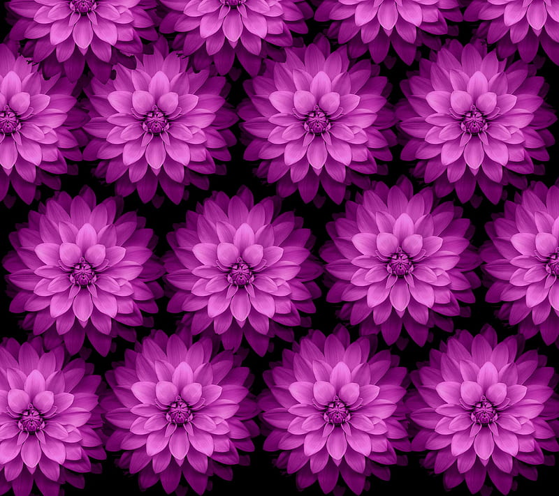 Flower, apple, ios, iphone, iphone 6, mac, macro, purple, HD wallpaper