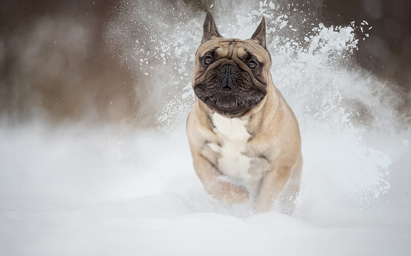 French Bulldog, winter, snow, running dog, pets, HD wallpaper