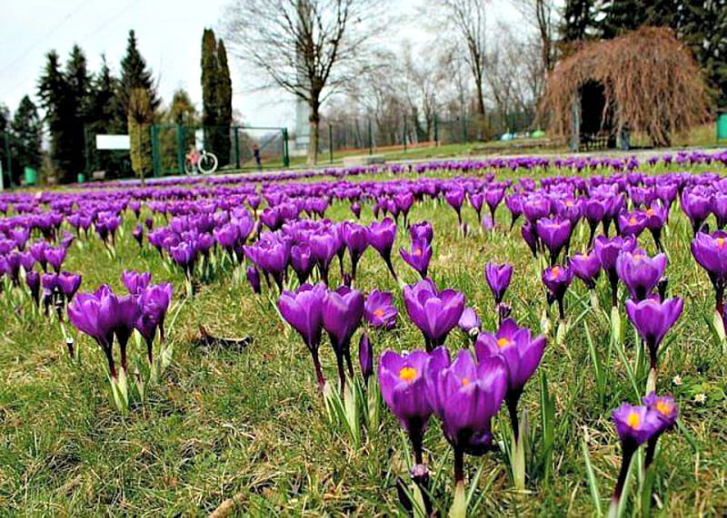 Silesian Park Japan, Purple, japan, Flowers, House, HD wallpaper