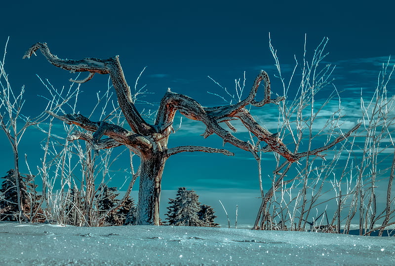tree, snow, winter, branches, sky, HD wallpaper