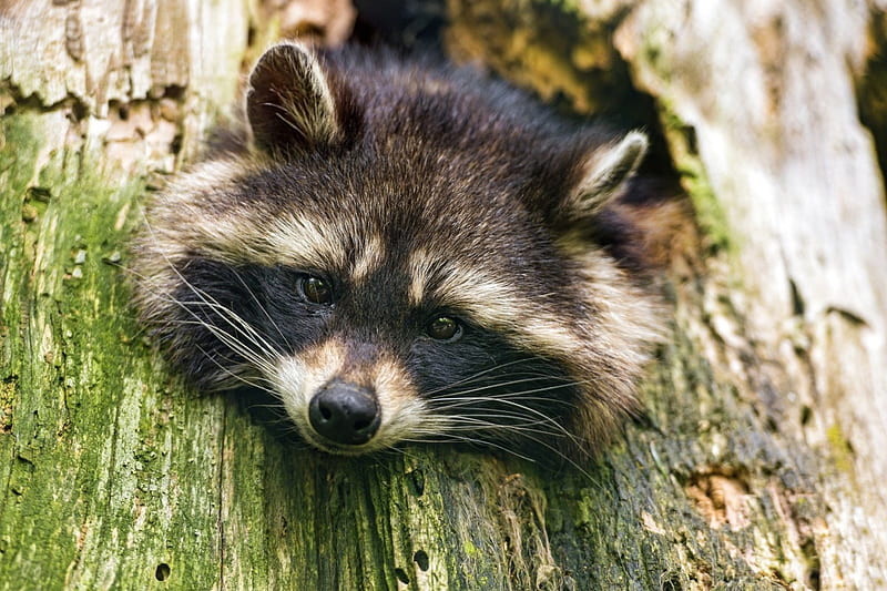 * Raccoon *, beauty, racoon, animals, animal, HD wallpaper