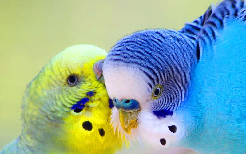Lovely parrots, fly, bird, love, nature, parrot, animal, HD wallpaper