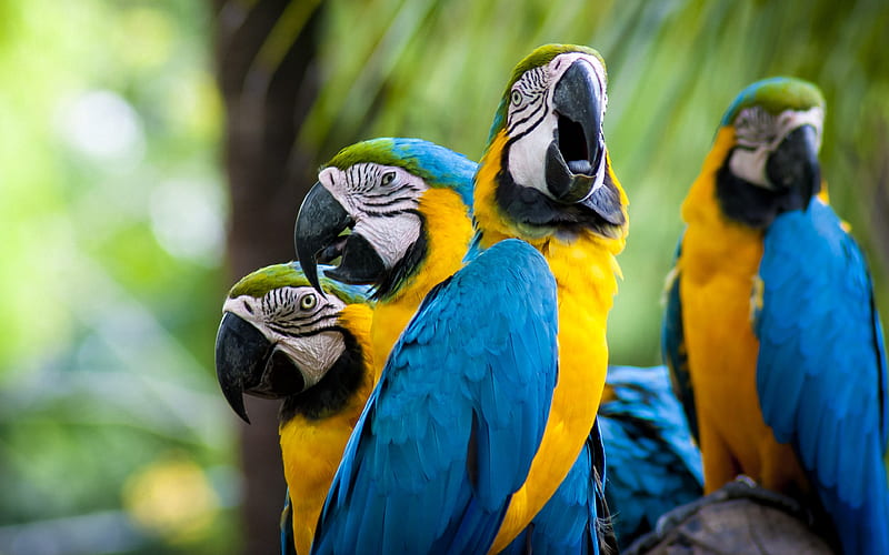 Blue-yellow macaw, tropical birds, parrots beautiful birds, HD wallpaper