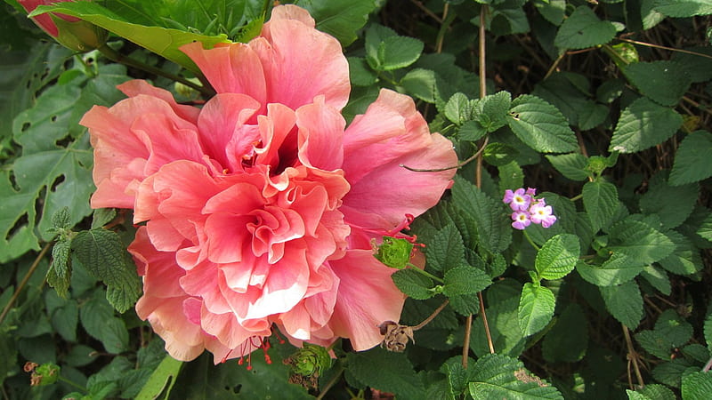 Hibiscus rosa-sinensis, Delicate beauty, flowering plant, bonito, China rose, HD wallpaper