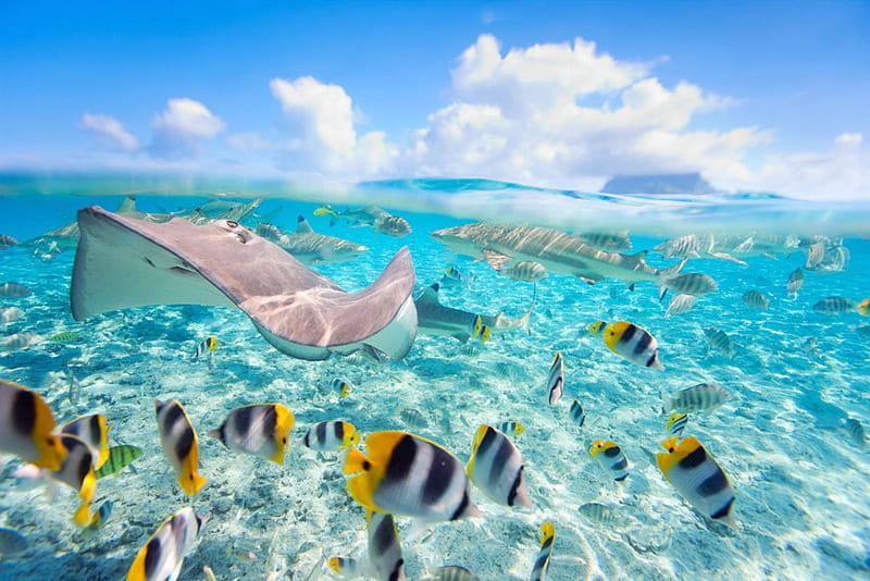 Underwater Fish in Bora Bora, dive, fish, snorkel, stingray, sea, lagoon, bora bora, marine, snorkelling, blue, scuba, underwater, exotic, clear, ocean, angel, diving, water, paradise, tahiti, tropical, HD wallpaper
