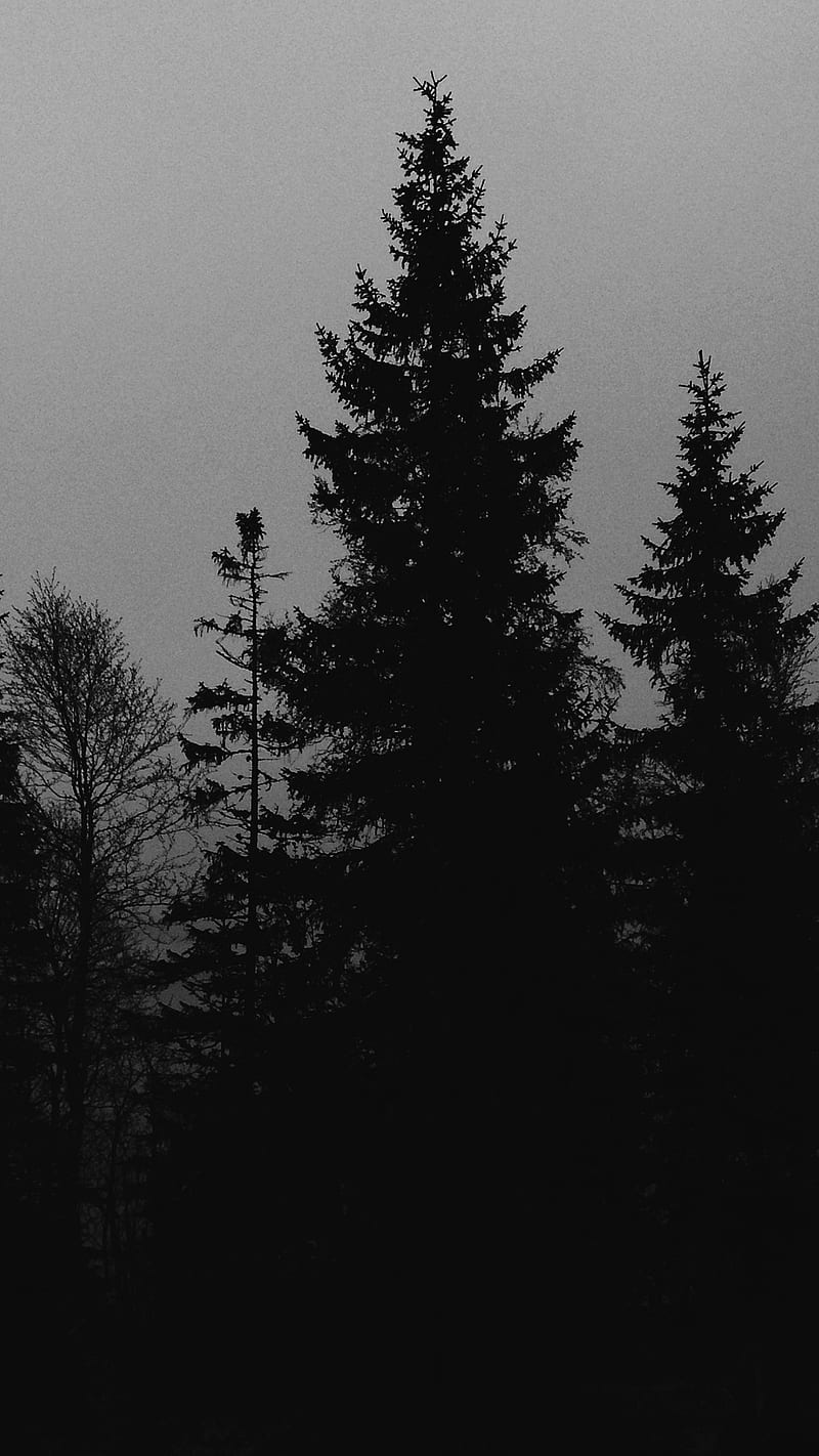 Blackwoods, The, black, dark, darkness, forest, gray, gris, halloween,  nature, HD phone wallpaper | Peakpx