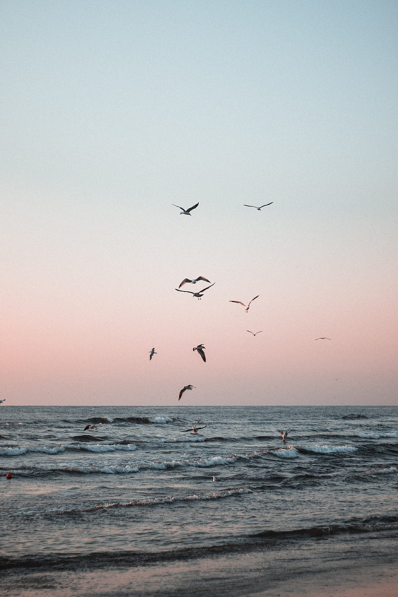 seagulls, birds, sea, waves, coast, HD phone wallpaper