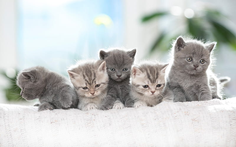 British Shorthair Cats, family, domestic cat, kittens, gray cats, pets, cats, cute animals, British Shorthair, HD wallpaper