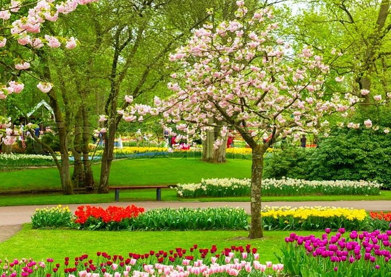 Spring at Keukenhof, Netherlands, tree, blossoms, colors, tulips, blooming, HD wallpaper