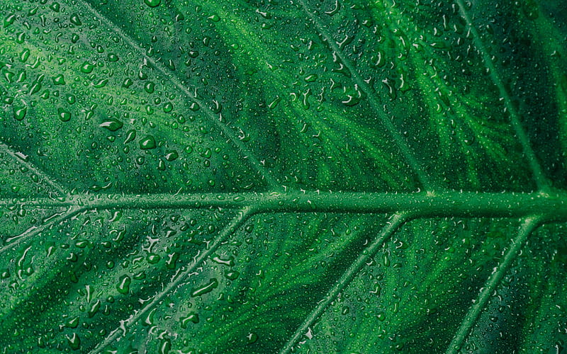 green leaf texture, leaf with water drops, natural textures, green leaf, ecology, environment, HD wallpaper