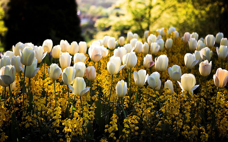 SPRING TULIPS, sun, blur, yellow, spring, park, flowers, color, tulips, flowerbed, public garden, white, glare, light, HD wallpaper