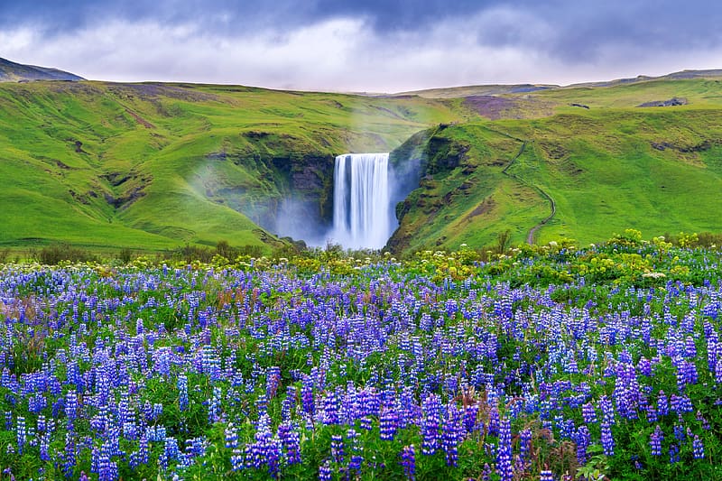 Skogafoss Waterfall, Iceland, floweers, iceland, waterfall, nature, HD wallpaper