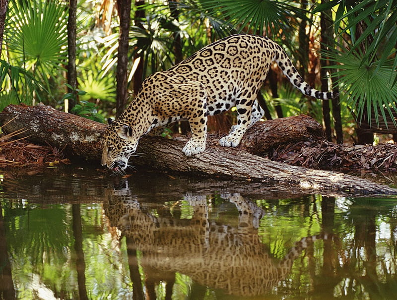 WATERING JAGUAR, panthera onca, jaguar, african, wild, HD wallpaper