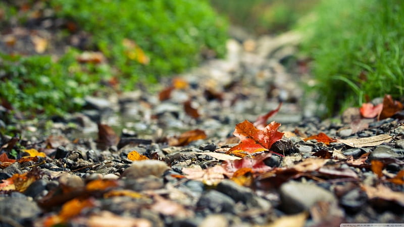 Footpath, fall, autumn leafage, abstract, leaf, leaves, graphy macro, path, nature, HD wallpaper