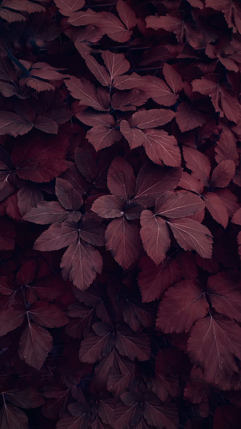 Red and brown leaves on ground, HD phone wallpaper | Peakpx
