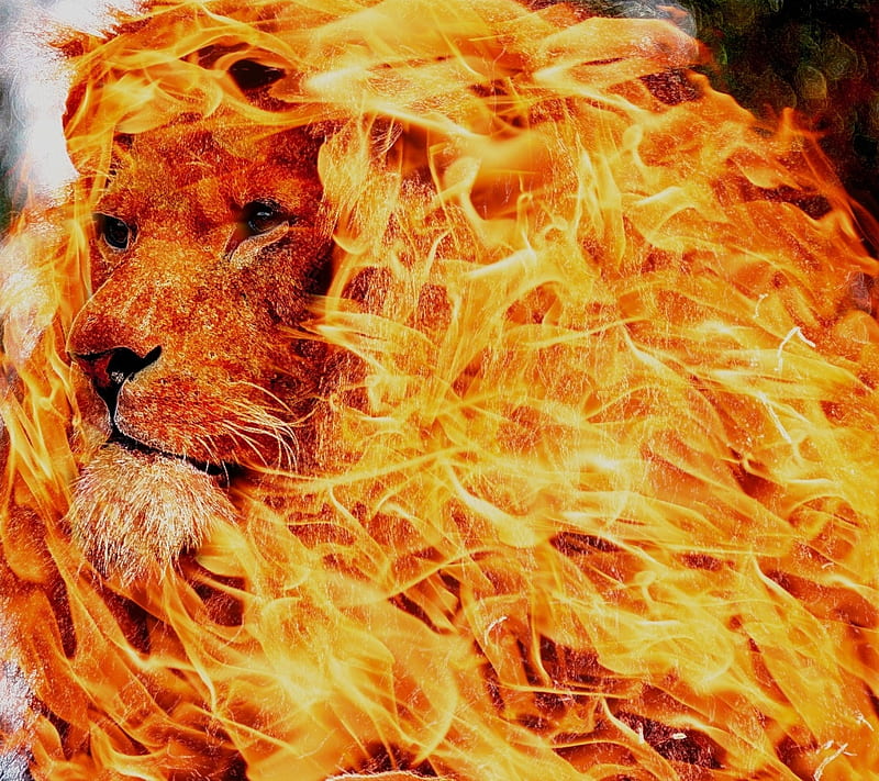 Lion fire passion, big cats, fantasy, fire lion, HD wallpaper | Peakpx