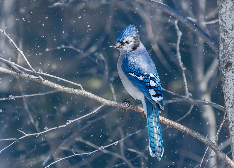 Blue Jay Bird , blue-jay, birds, animals, HD wallpaper