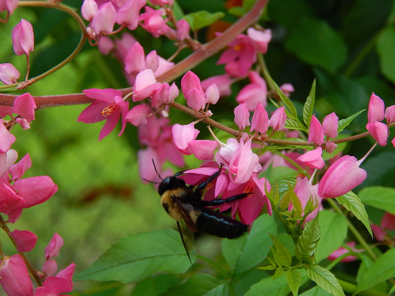 BUMBLE BEE, bee, bug, bumble, macro, nature, outdoor, animal, HD wallpaper