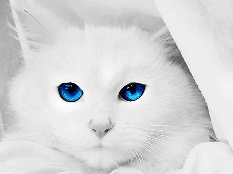 Blue eyes, white, cat, cats, animal, blue, HD wallpaper | Peakpx
