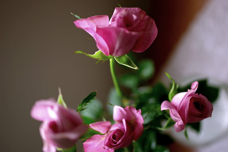 PINK ROSES, flowers, nature, roses, pink, HD wallpaper | Peakpx