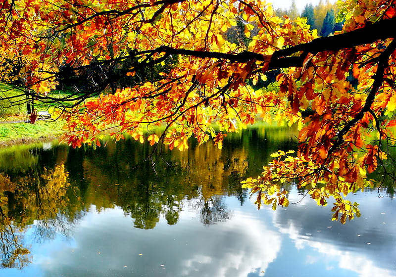 Autumn-R, pretty, autumn, grass, yellow, bonito, clouds, graphy, leaves ...