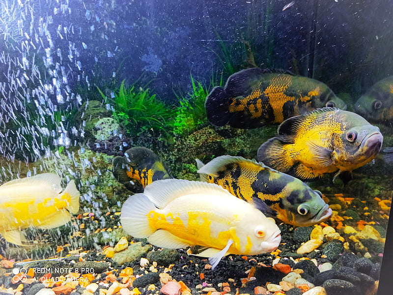 Oscar, lovely fish, HD wallpaper